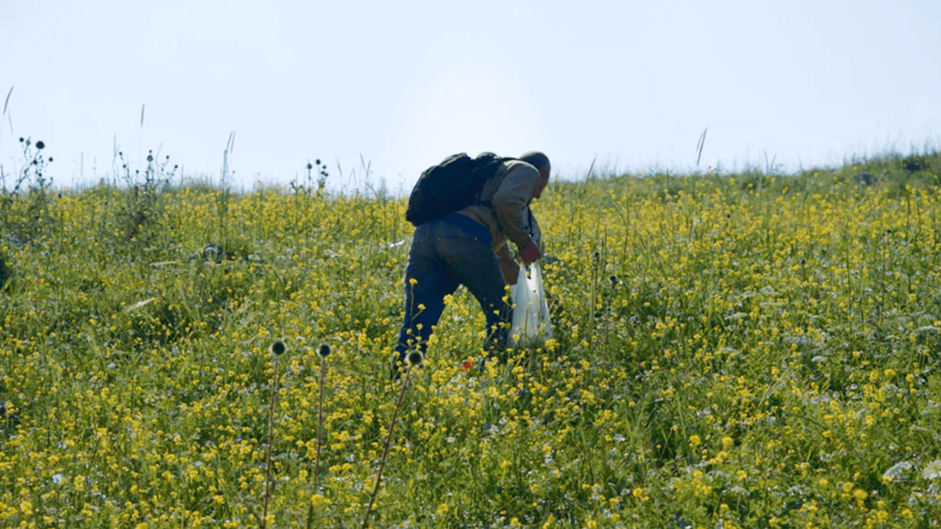 FORAGERS